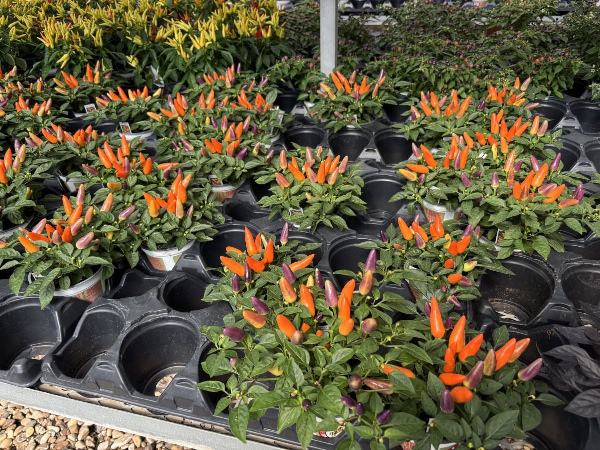 Chile Hatch Peppers at Jolly Lane GreenhouseChile Hatch Peppers at Jolly Lane Greenhouse