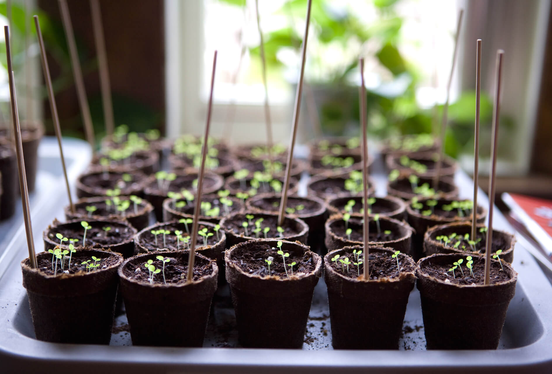 Sowing Seeds Indoors sowing-seeds-indoors