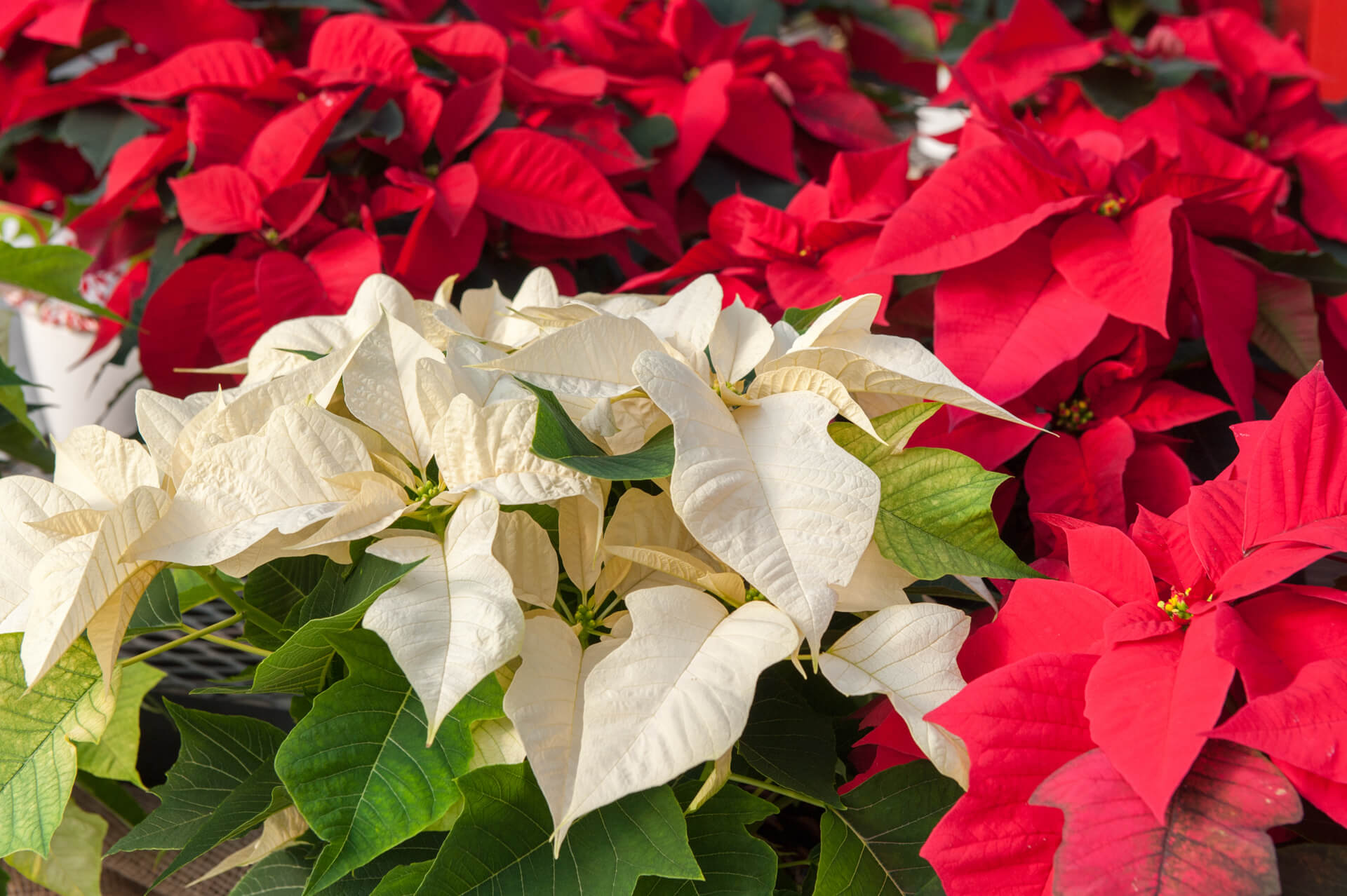 Poinsettia plant care tips   Growing Tips   Jolly Lane Greenhouse