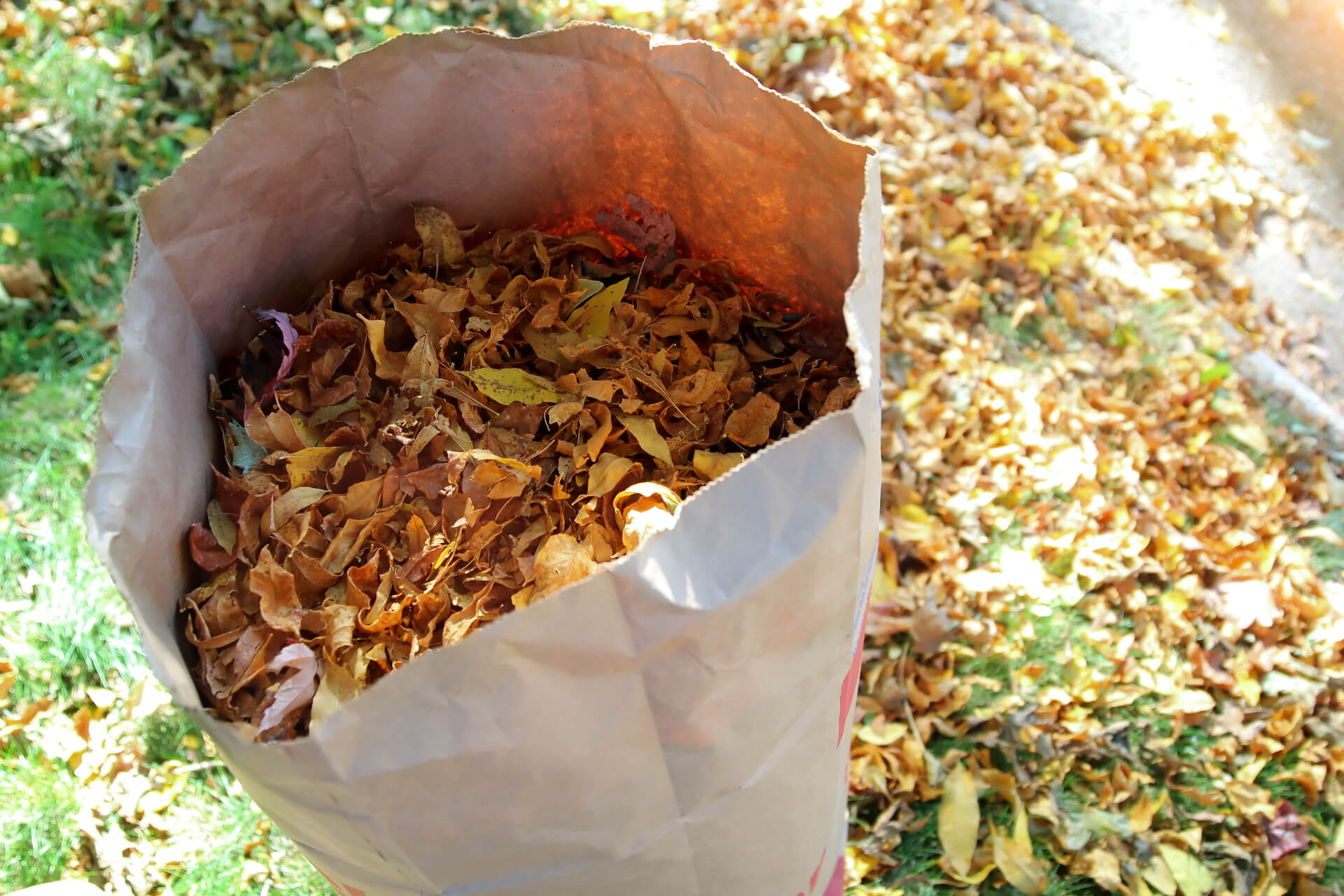 Use clear bags for leaves or grass clippings