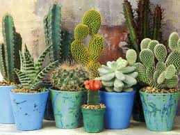 cacti and succulent plants
