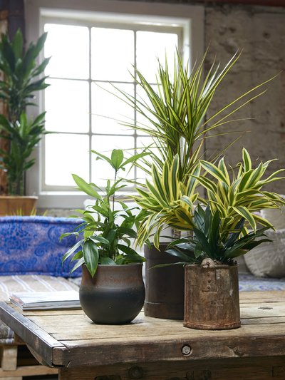 dracaena species plants