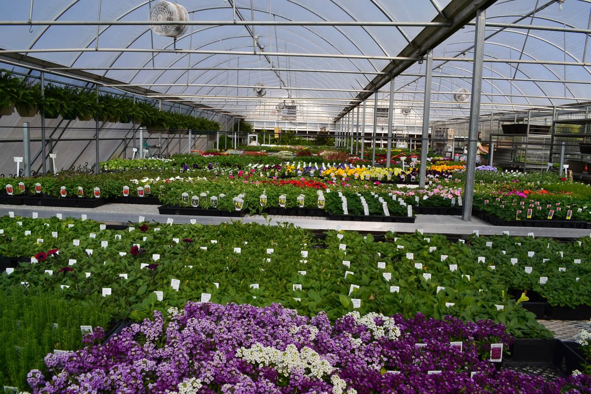 Image of garden at Jolly Lane Greenhouse