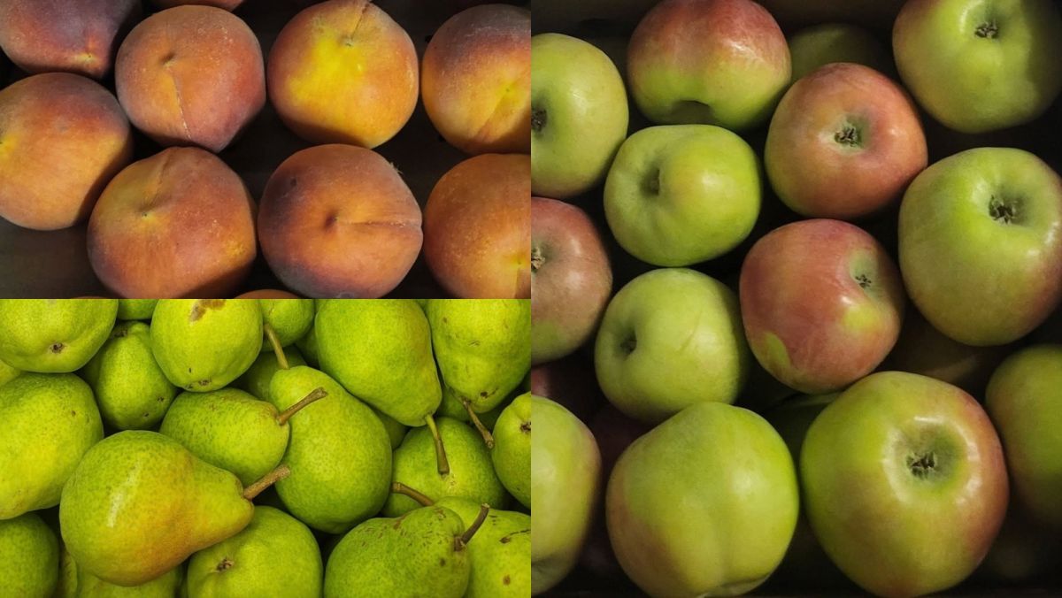 Fall and Winter Fruits