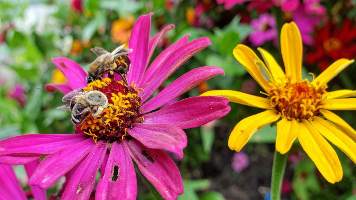 Bees with flowers in a pollinator-friendly garden
