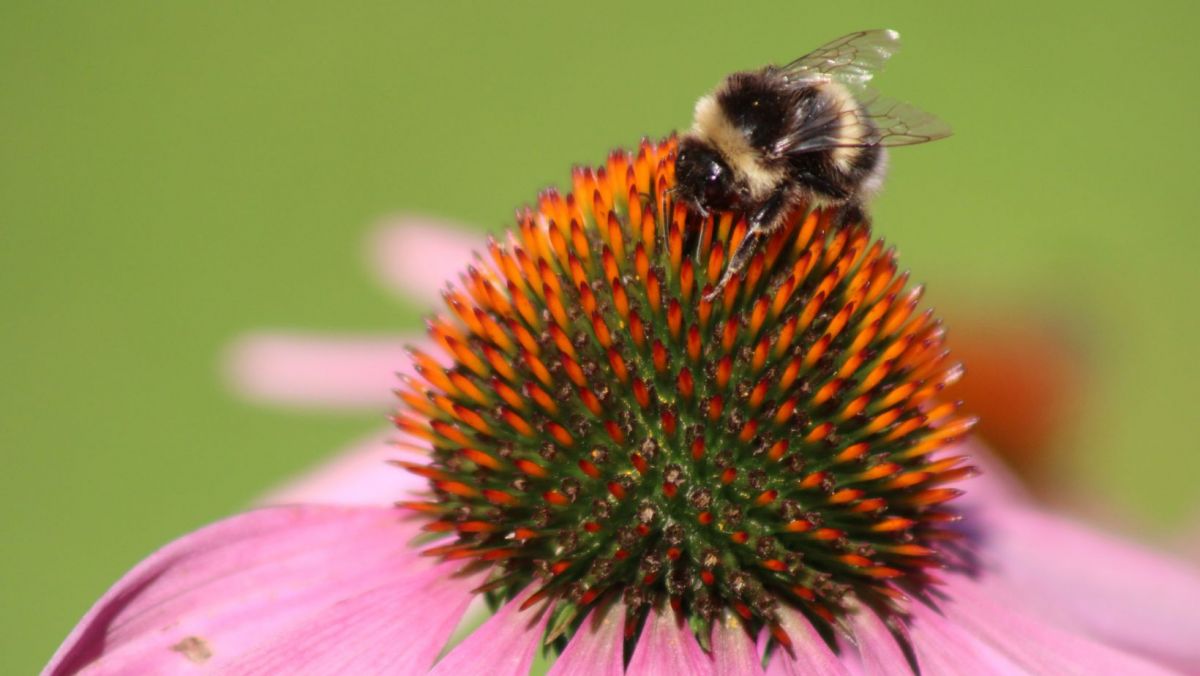 Bee on a flower