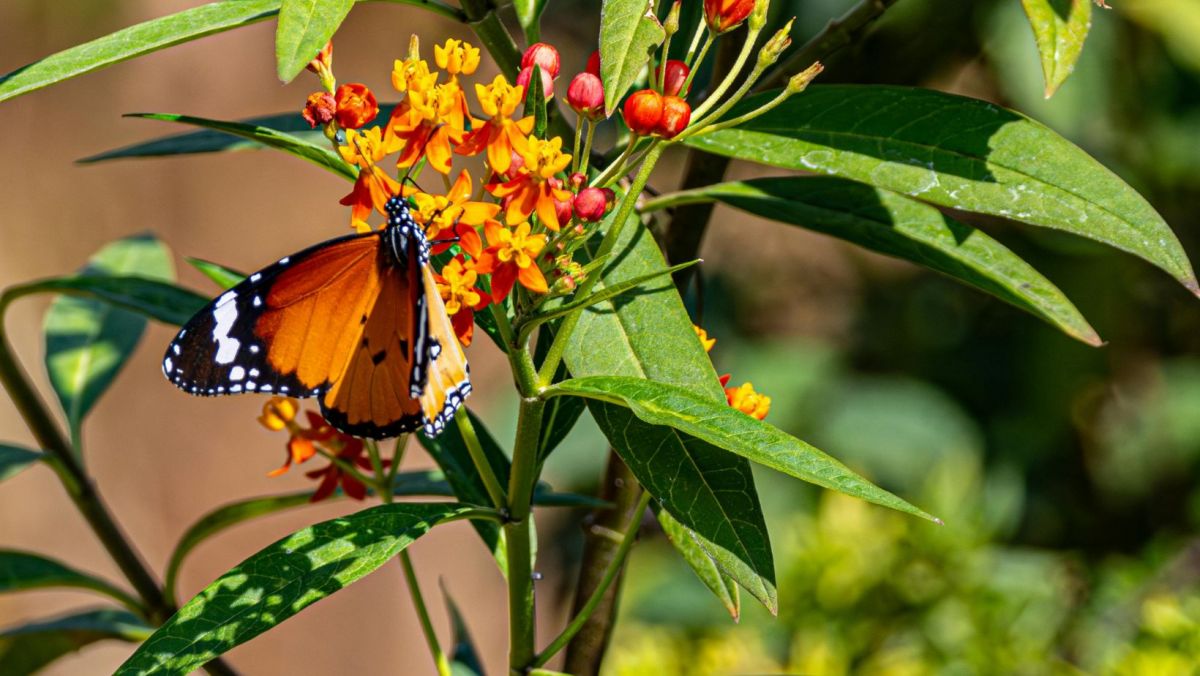 Butterfly on flower