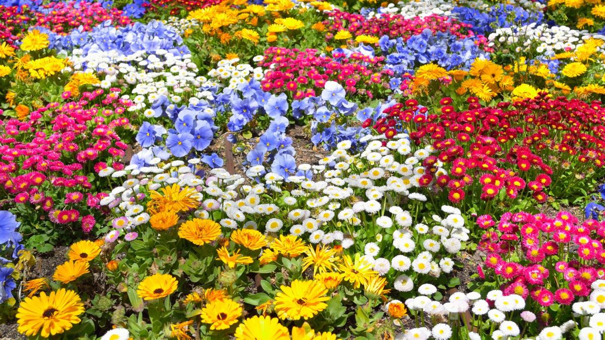 Image of a pollinator-friendly garden