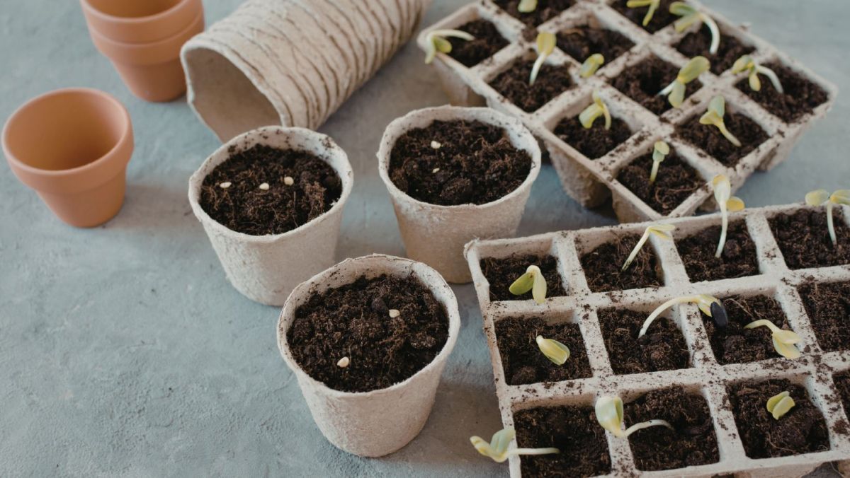 image of a container garden
