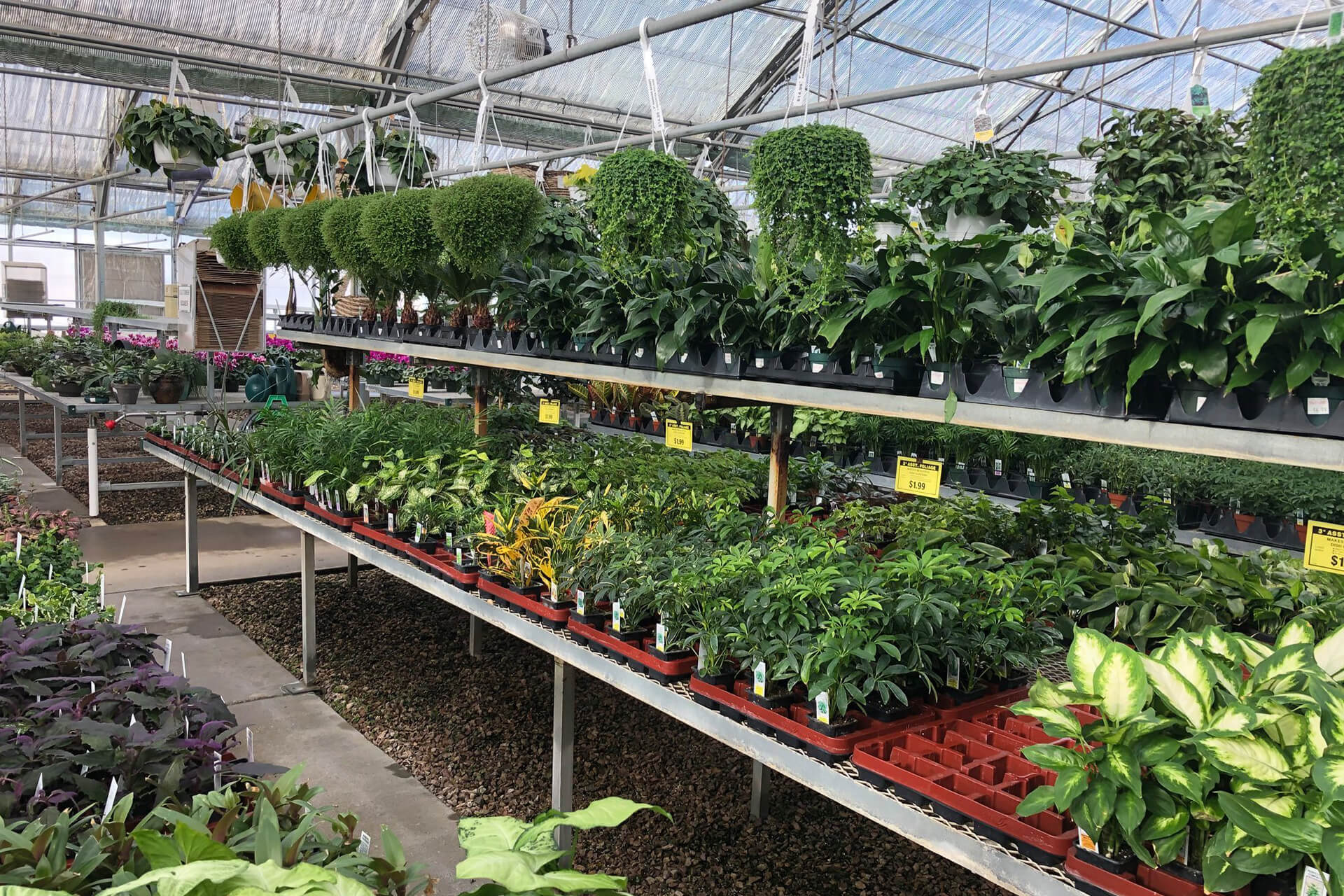 image of plants at Jolly Lane Greenhouse