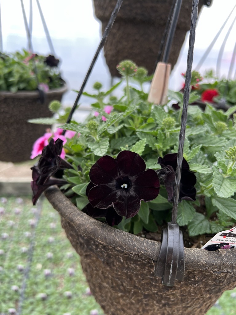 Black Petunia