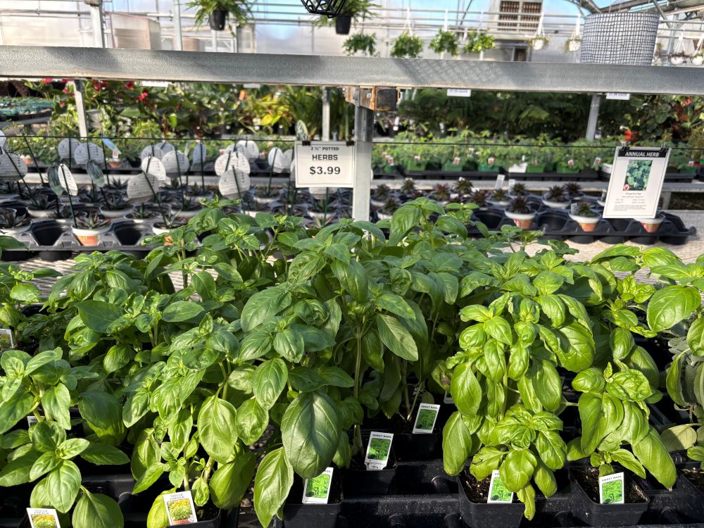 Image of plants at Jolly Lane Greenhouse.