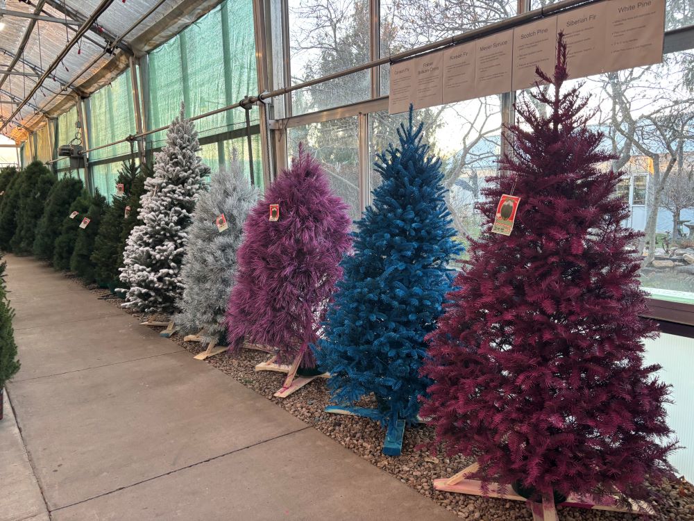 Christmas trees at Jolly Lane Greenhouse