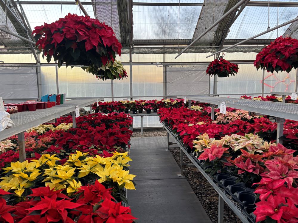 Poinsettias at Jolly Lane Greenhouse