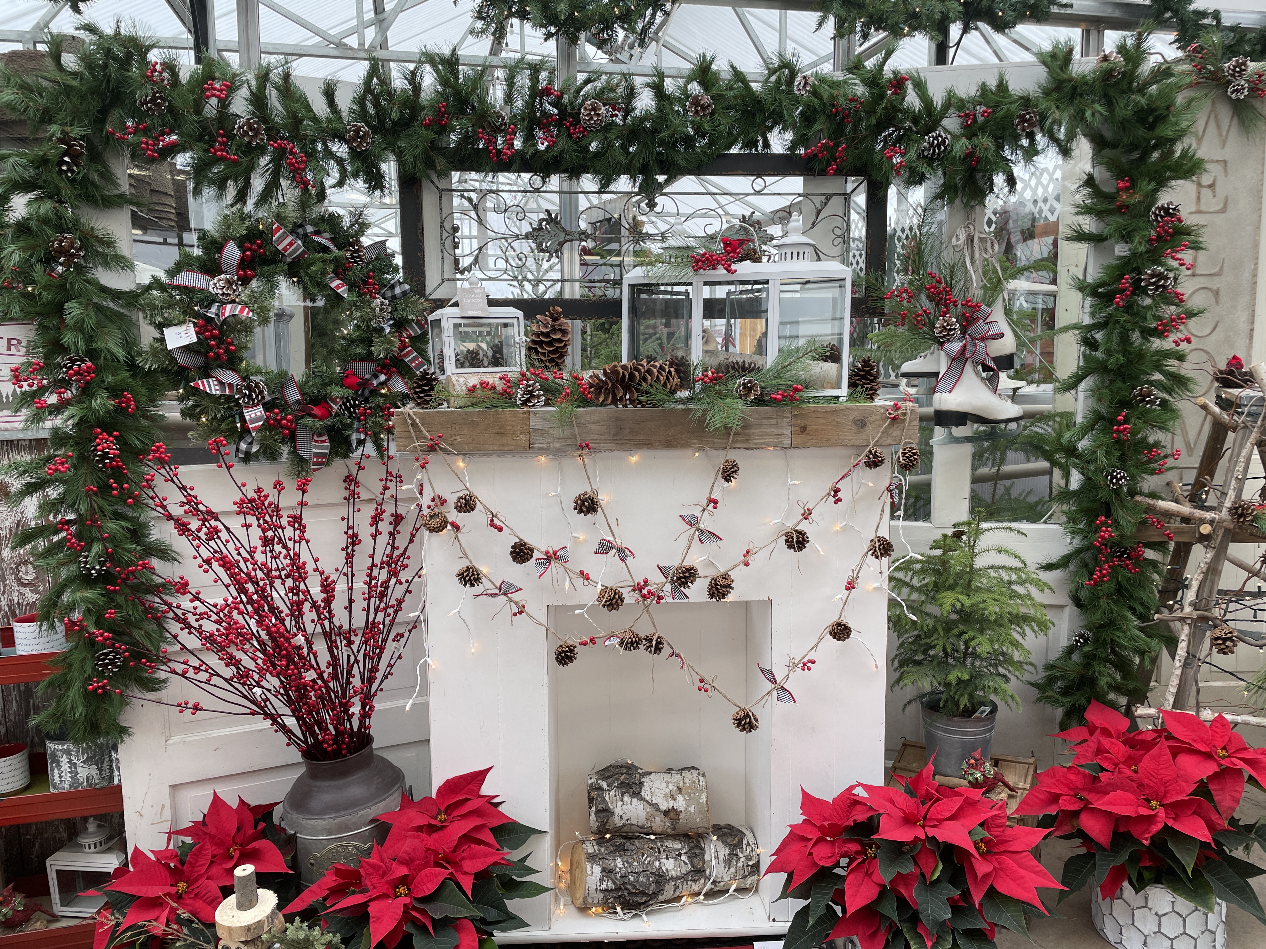 Christmas Season | Fresh Cut Christmas Tree | | Growing Tips | Jolly Lane  Greenhouse