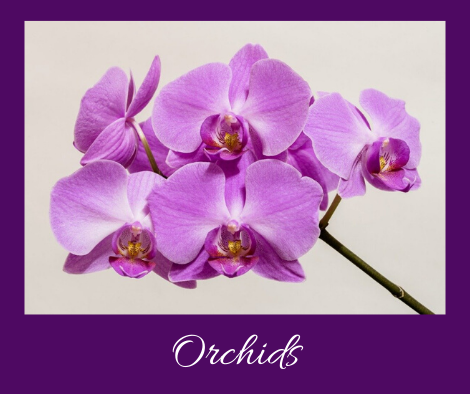 orchids