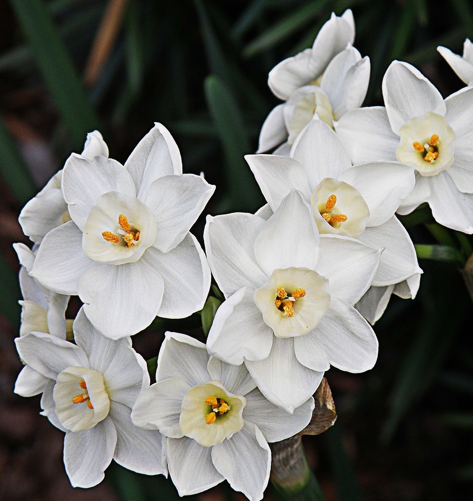 paperwhites