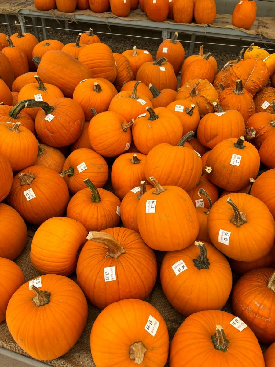 Pumpkins at Jolly Lane Greenhouse