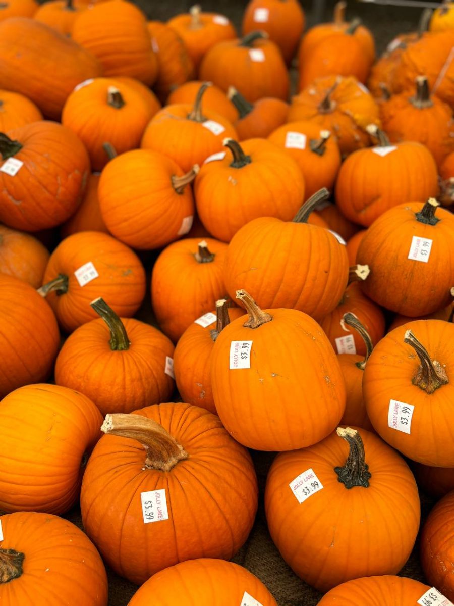 Pumpkins at Jolly Lane