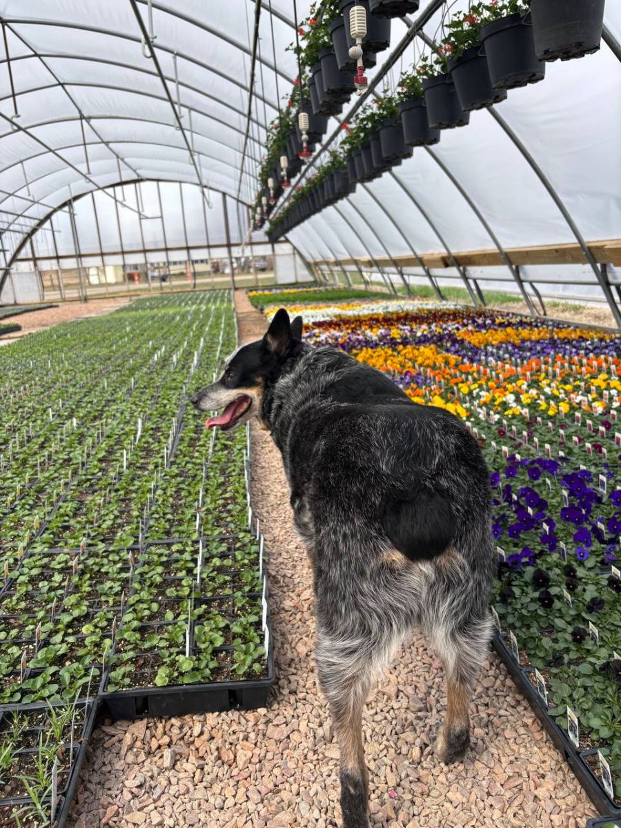 Cooper Behind the Scenes at Jolly Lane