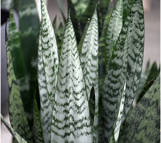 Snake Plant