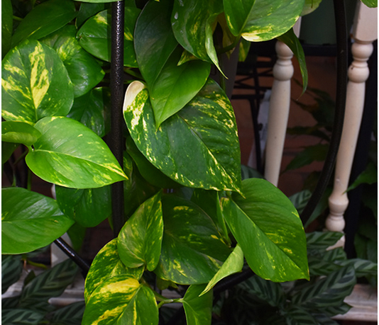 Pothos plant