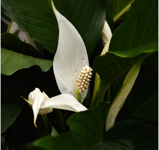 Peace Lily Plant