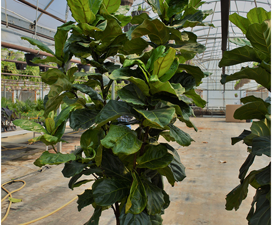 Fiddle Leaf Fig