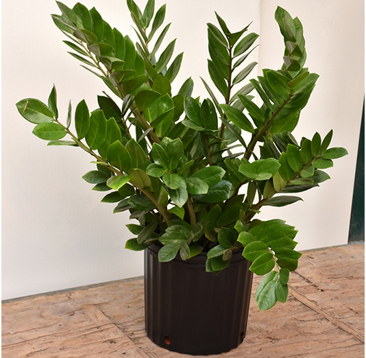 ZZ Plant