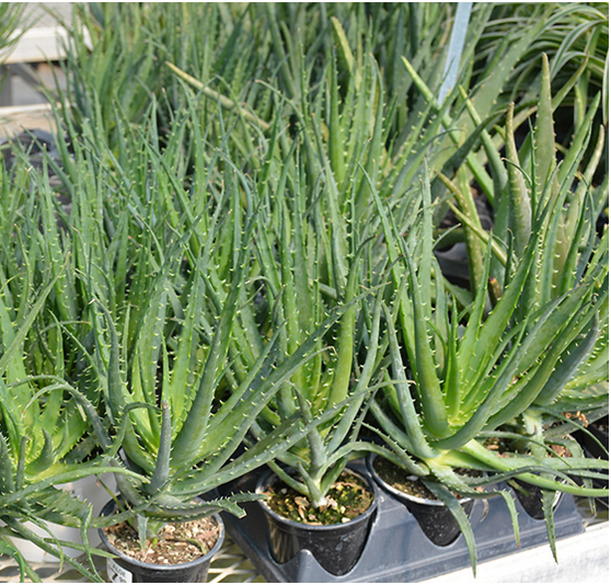 Aloe Vera Succulents