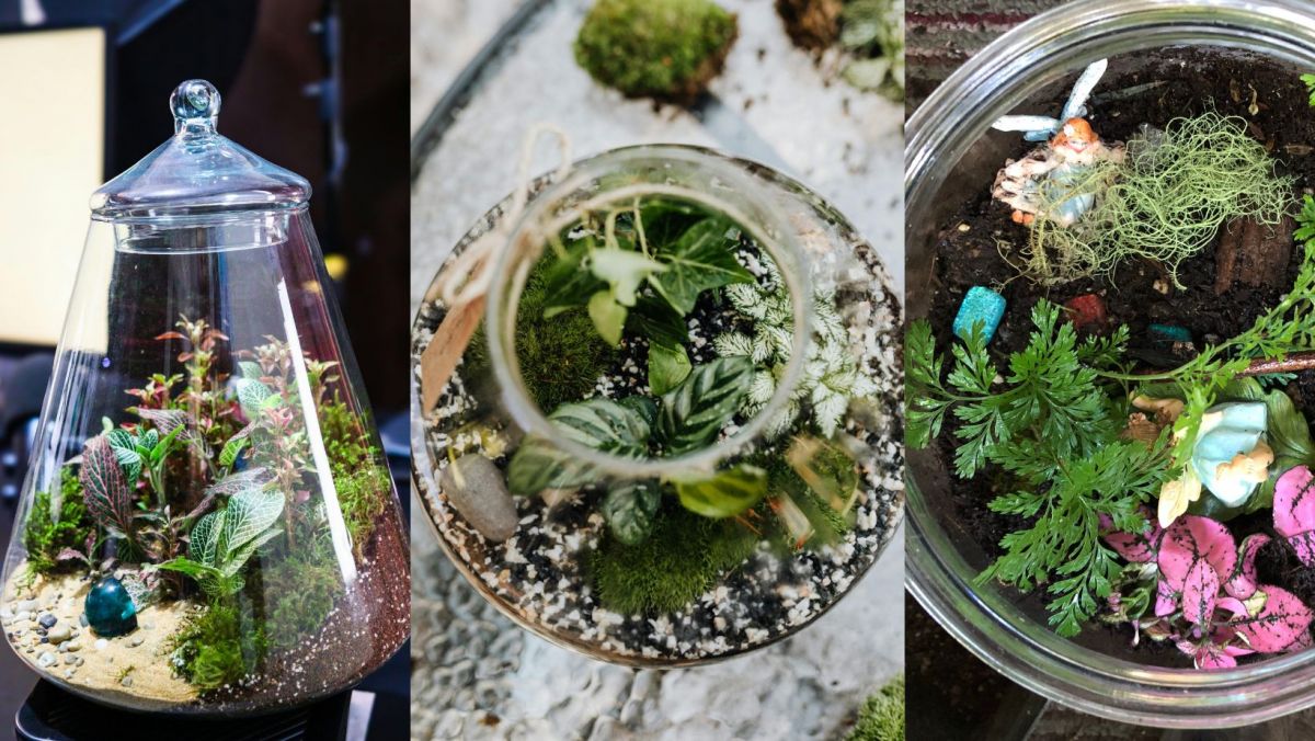Image of terrariums.